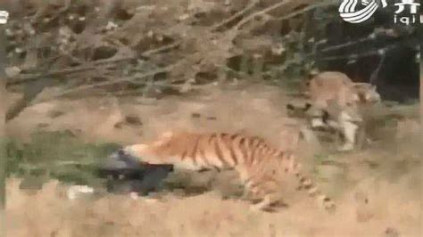 宁波一动物园发生老虎咬人事件_腾讯视频