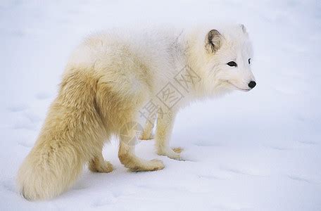 北极狐北极狐白色时候庇护所睡眠毛皮狐狸白狐高清图片下载-正版图片320668339-摄图网
