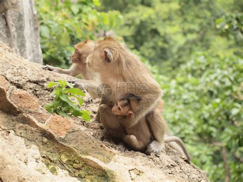 猴子一家坐在山上高清图片下载-正版图片505561898-摄图网