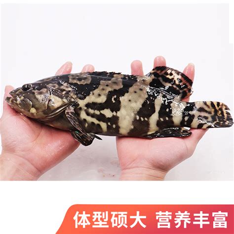 珍珠鱼图片