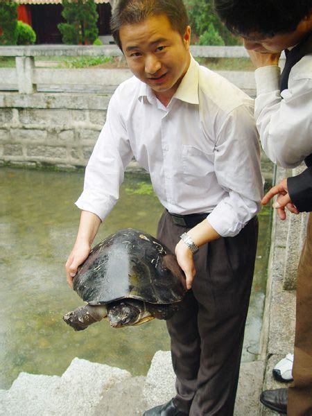 神龟听经传说得到印证 “千年神龟”现南岳(图)-搜狐新闻