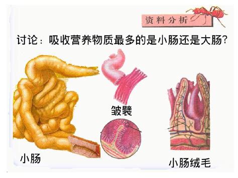 小肠位置图片
