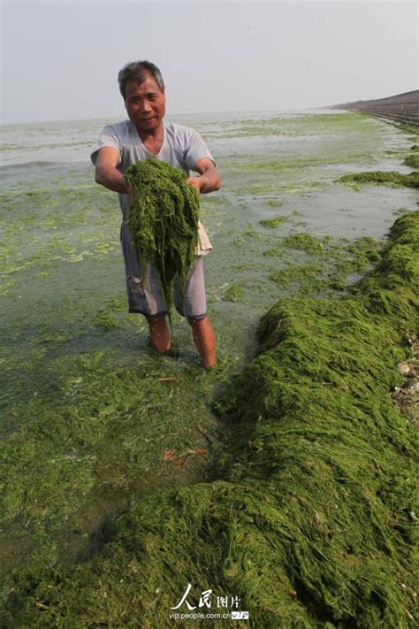 海洋生态灾害，“黄海浒苔绿潮”为什么首当其冲？