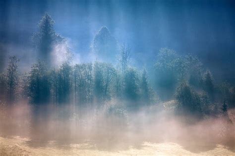 早安 阳光穿过林间的晨雾 /.Marcin Sobas|晨雾|阳光_新浪新闻