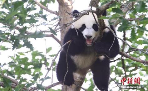 旅美熊猫幼崽“小奇迹”首次公开亮相-中国侨网