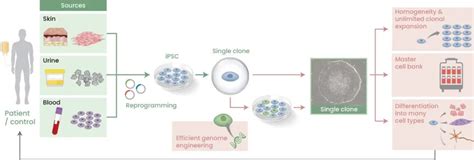 肿瘤免疫治疗的NK细胞基因工程策略_生物研究_实用技巧_科研星球