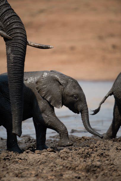 在西双版纳，救护亚洲象的人——人民政协网