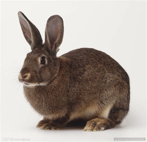 小兔子,婴儿,正面视角,美,复活节,注视镜头,无人,兔子,复活节兔子,特写摄影素材,汇图网www.huitu.com