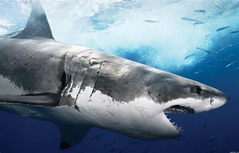 Haie: Der Weiße Hai - Tiere im Wasser - Natur - Planet Wissen