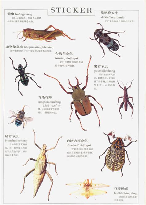 昆虫类模式标本----昆明动物博物馆