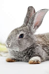 灰兔灰色毛皮警觉野兔宠物哺乳动物耳朵眼睛兔子高清图片下载-正版图片320808644-摄图网