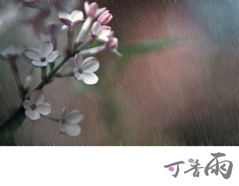 雨后美丽的丁香花高清图片下载-正版图片600405572-摄图网
