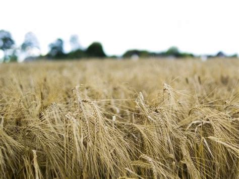 大麦种植高清摄影大图-千库网