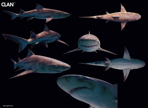 大白鲨4-电影-高清在线观看-百搜视频