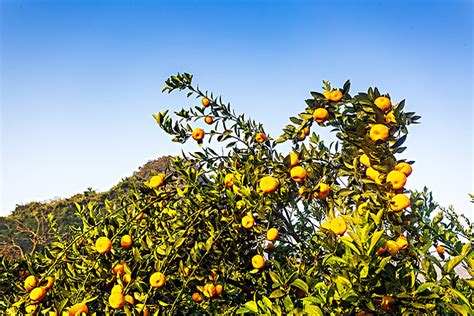 阳光果园的鲜橙高清图片下载_红动中国