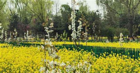 天津睦南公园月季花香满园 吸引大批市民前来打卡-荔枝网图片