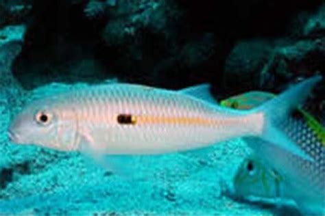 世界十大深海鱼类：银眼鲷科上榜，囊头鲉亚科居第一_巴拉排行榜