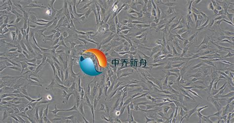 主要食品 的图像结果
