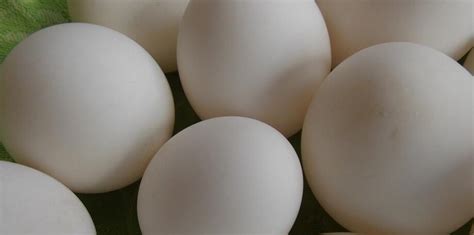 鸭蛋不能和什么一起吃_鸭蛋同食禁忌_哪些人不宜吃鸭蛋_食物相克_苹果绿