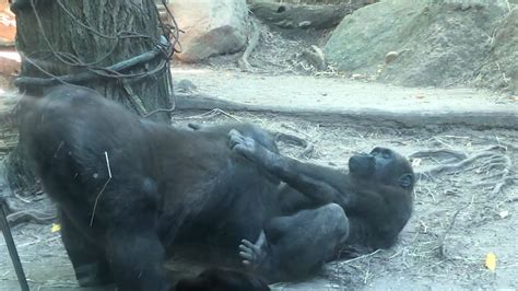 Gorillas Perform Oral Sex at Bronx Zoo, Humans Horrified ...