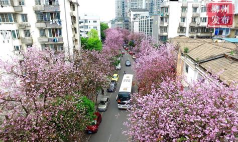 广西柳州紫荆花最佳欣赏线路_旅泊网