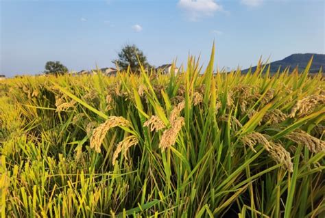 国标二级优质稻“Y两优957”被农业部确认为超级稻新品种 - 创世纪种业有限公司