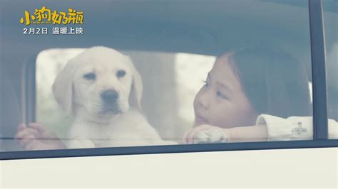 《小狗奶瓶》曝萌宠时尚大片 “明星犬”马达助阵 - 电影 - 子彦娱乐 - ziyanent.com.cn