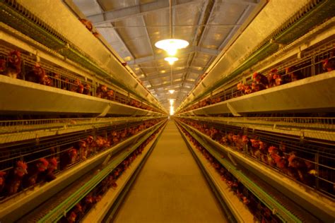 蛋鸡养鸡场照明管理 - 上海凯迈生物科技有限公司