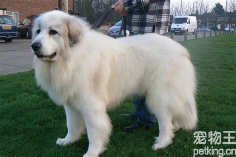 巨型大白熊犬能长多大,超大型熊犬有,巨型白熊犬图片(第10页)_大山谷图库