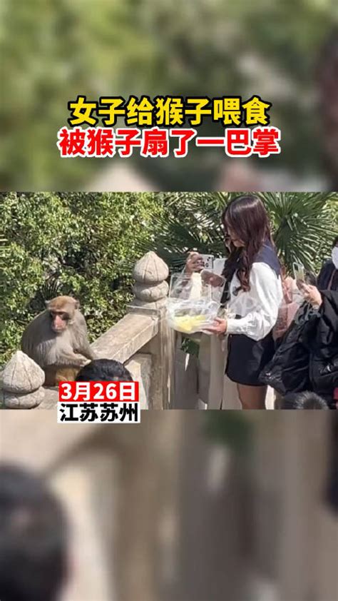 女子给猴子喂食，被猴子扇了一巴掌|猴子|喂食_新浪新闻