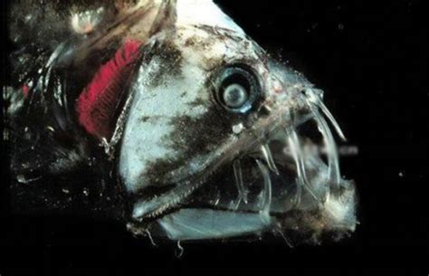盘点十种最恐怖的海洋生物_深海