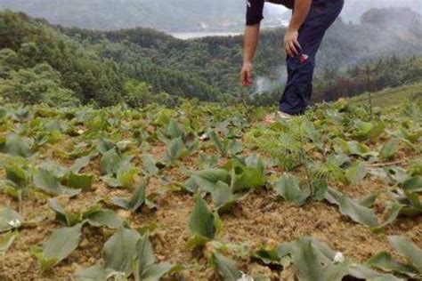 沙姜的种植方法和时间 - 郑州市农业农村工作委员会
