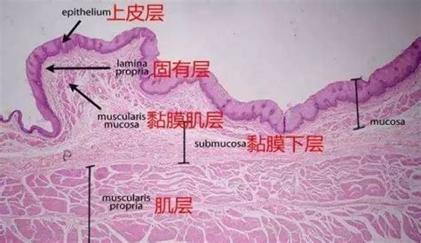 胃的肌层和分部设计图__医疗保健_生活百科_设计图库_昵图网nipic.com