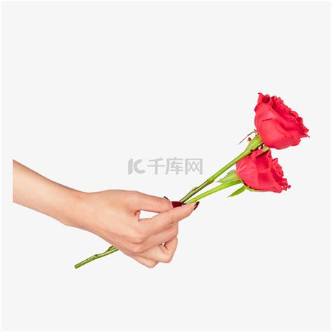 手拿玫瑰鲜花素材图片免费下载-千库网