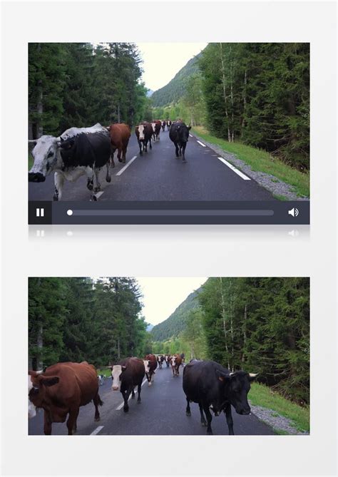 一群牛在马路上行走实拍视频素材模板下载_实拍_图客巴巴