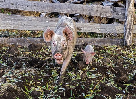 在农场养猪的家庭有高清图片下载-正版图片503784077-摄图网