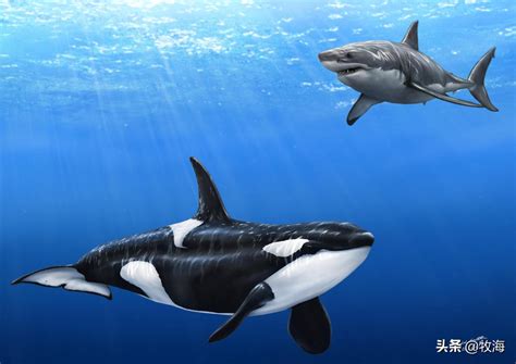 令大白鲨闻风丧胆的虎鲸有多厉害？|虎鲸|大白鲨|体型_新浪新闻