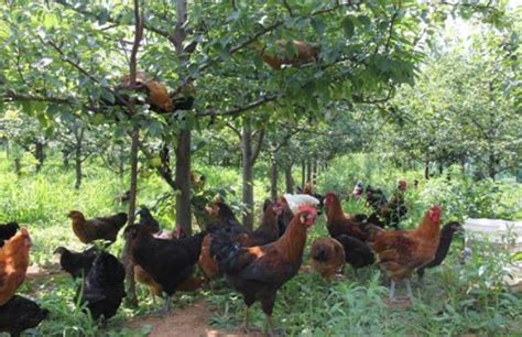 农户自己养殖的文昌鸡，一般需要养到300天左右_腾讯视频