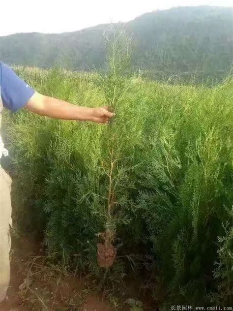 侧柏种子怎样种植-种植技术-中国花木网