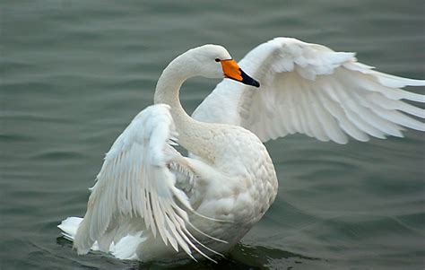 Flying with Swans-飞翔的天鹅