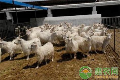 2018年2月12日全国活羊、羊肉最新价格走势 - 惠农网