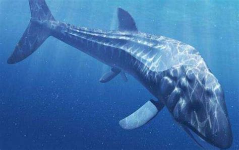世界上最大的鱼类：鲸鲨(全长可达20米)_奇趣解密网