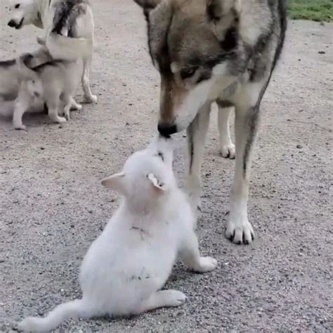 小狼狗找家长撒娇，大狗子的眼神太温柔了吧|狗|狼|狼狗_新浪新闻