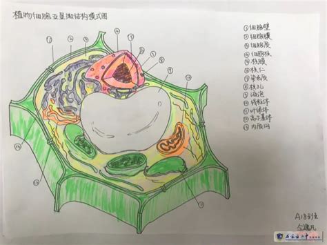 感受细胞之美丨生物模型制作大赛展览来啦 石家庄二中实验学校