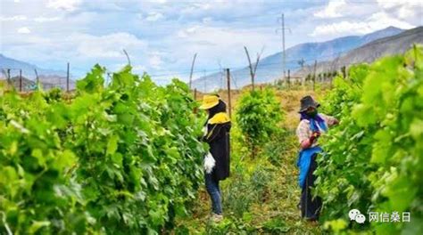 西藏山南发展绿色产业促农增收_西藏自治区人民政府