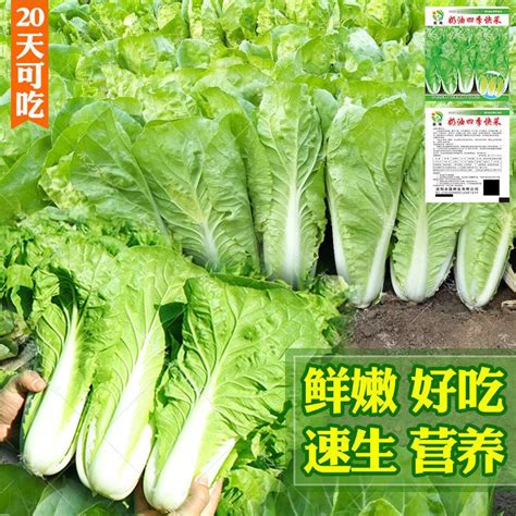 中蔬快菜1号白菜种子 夏秋耐热快菜种子 中蔬小白菜种子 蔬菜种子-淘宝网