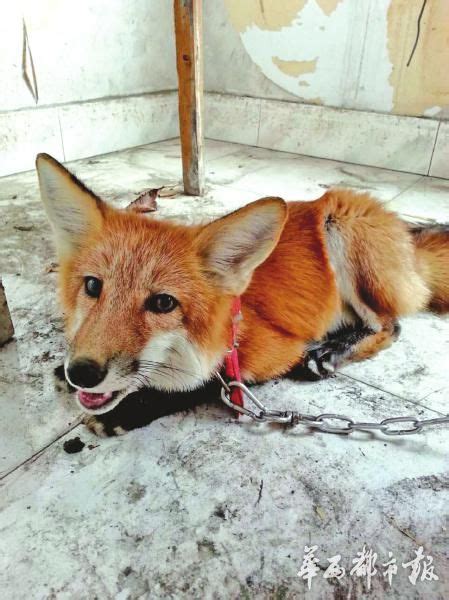 赤狐小区内遛弯吓坏居民 已被送至动物园 - 四川 - 华西都市网新闻频道