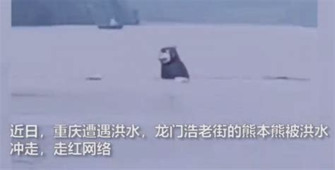 重庆还有一只熊本熊在漂流（图片）