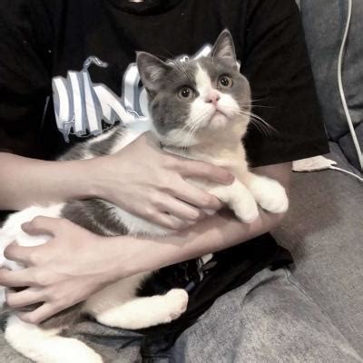 非主流猫咪男生头像