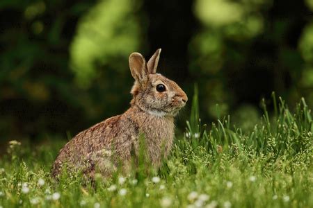 灰兔农业哺乳动物耳朵毛皮乐趣野兔荒野宠物灰色动物高清图片下载-正版图片321787592-摄图网